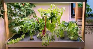 4 Best Indoor Smart Gardens 2021 The