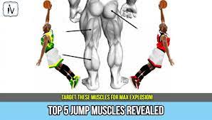 important muscles for vertical jump