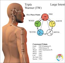 Acupuncture Meridian Points And Pathways Poster 24 X 36