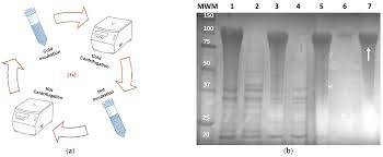 protein engineered polymers