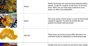 Ferret Poop Chart Courtesy Of The Holistic Ferret Forum