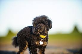 teacup poodle dog breed guide pictures