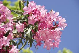 Der oleander verbreitet nicht nur mediterranes flair im garten oder auf dem balkon, er ist auch vielseitig einsetzbar. Oleander Zuruckschneiden