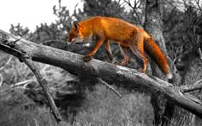 You can also upload and share your favorite cool fox wallpapers. Cool Fox Wallpaper 1920x1200 Wallpaper Teahub Io