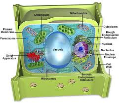plant cell model