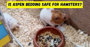 Is Aspen Bedding Safe For Hamsters