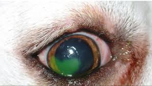 help my dog s eye ulcer won t heal