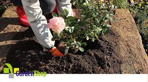 how to plant a rose you