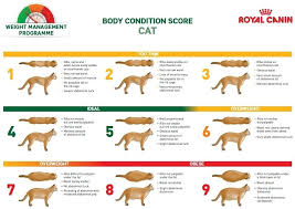 Pin By Maria Rinea On My New Best Friend Cat Weight Chart