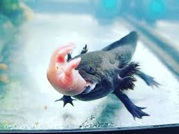 Axolotl Brasil - Como devo alimentar meu axolotl? Eles devem ser  alimentados a base de rações específicas para axolotls, elas vão garantir  que seu animal tenha um bom balanceamento de nutrientes, mas