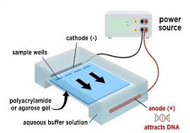 gel electropsis principle and