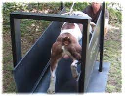 how to build your own treadmill for dogs