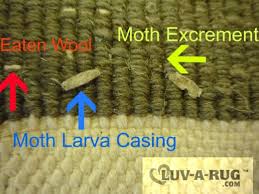 oriental rugs from moth damage