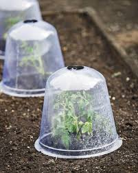 How To Protect Plants From Frost Easy