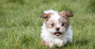 8 adorable teacup dog breeds columbia