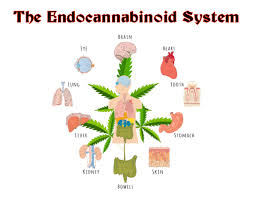 Image result for images of The Endocannabinoid System