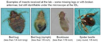 Insect Diagnostic Laboratory At Cornell University 25 Bug