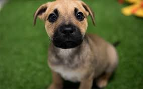 The majority of animals that are in need of foster care are cats, kittens, dogs, and puppies. Adopt A Pet Rspca Australia