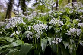 wild garlic guide where to find how