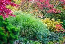 12 Traditional Japanese Garden Plants