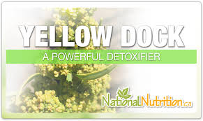 yellow dock national nutrition articles