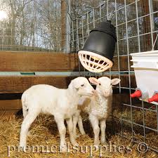 Premier1supplies Com How To Raise Orphan Lambs And Kids