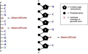 nitrogenous base an overview