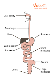 gastrointestinal tract structure