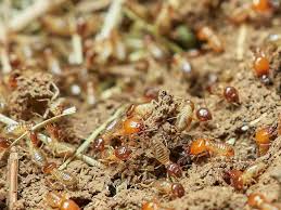 Are Termites Bad For Your Garden