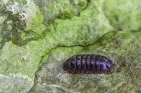 5 Fascinating Facts About Pill Bugs