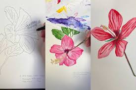 hibiscus how to draw a guide to