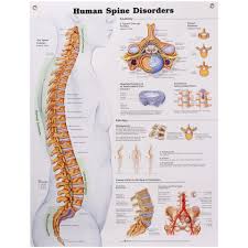 Human Spine Disorders Chart Australian College Of Aromatherapy