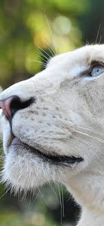 white lion wallpapers and backgrounds