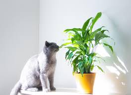 Poisons In Cats Petmd