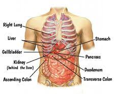 Match the organ of the urinary system with its function. Rib Pain