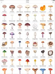Watercolor Mushrooms In 2019 Stuffed Mushrooms Edible