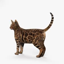 Wonderland bengals is a bengal cat & kitten breeder located in henniker, nh and serving all of new england. Bengal Cat Hd 3d Model 249 Max Obj Ma Lwo Fbx C4d 3ds Unknown Free3d