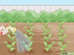 How To Start A Garden 11 Simple Steps