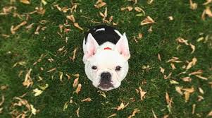 Despite its parentage, this designer dog shouldn't be feared. French Bulldog Pug Mix Frug Breed Information Overview