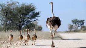 which-is-the-largest-bird-in-the-world