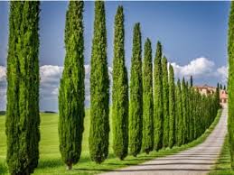 Learn How To Grow An Italian Cypress Tree