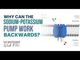 sodium potium pump work backwards