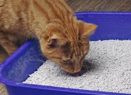 cat eating litter here s what to do
