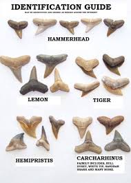 Sharks Teeth Identification Chart Shark Shark Teeth