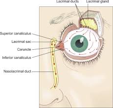 lacrimal fluid an overview