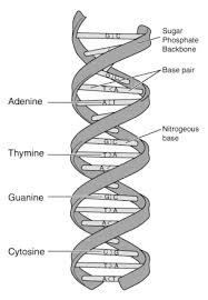 dna is a double stranded molecule how