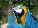Pictures of 2 parrots kissing girlfriend <?=substr(md5('https://encrypted-tbn0.gstatic.com/images?q=tbn:ANd9GcQdwBsBtKFqqr_UDtE2Fs5J7C1hRYBiksh1WLuYr8DLxjxnFF1zVAgE1A'), 0, 7); ?>