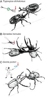 fighting styles in rhinoceros beetles