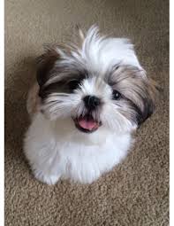 shih tzu puppies gender female