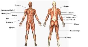 Make your work easier by using a label. The Massive Muscle Anatomy And Body Building Guide You Always Wanted Thehealthsite Com